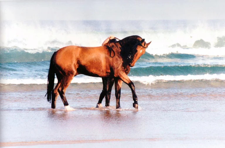 horse-in-the-sea